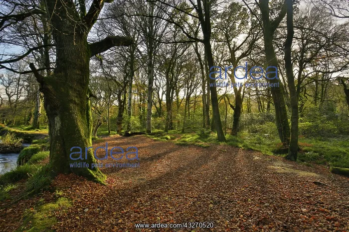 : 80188721 Lanhydrock - Autumn Cornwall, UK David : 80188721 Lanhydrock - Autumn Cornwall, UK David
