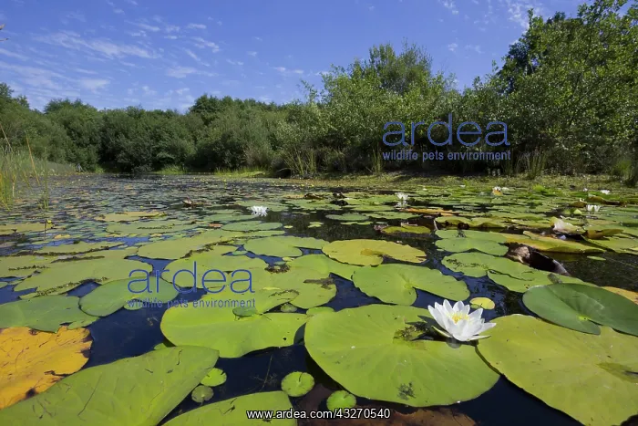  : 80188723 Little Bradley Ponds Devon Wildlife Trust