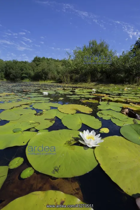: 80188724 Little Bradley Ponds Devon Wildlife Trust : 80188724 Little Bradley Ponds Devon Wildlife Trust