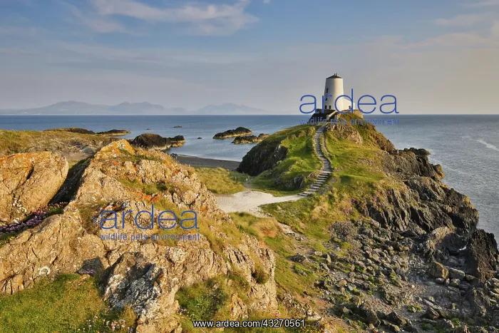 : 80188725 Llanddwyn Island Anglesey, Wales, UK David : 80188725 Llanddwyn Island Anglesey, Wales, UK David