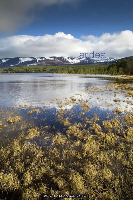 : 80188726 Loch Morlich Speyside, Scotland, UK David : 80188726 Loch Morlich Speyside, Scotland, UK David