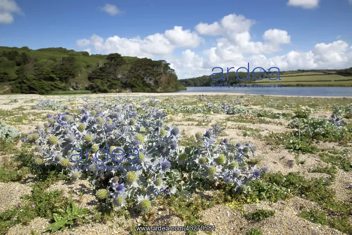 : 80188727 Sea Holly at Loe Bar Cornwall, UK Eryngium : 80188727 Sea Holly at Loe Bar Cornwall, UK Eryngium