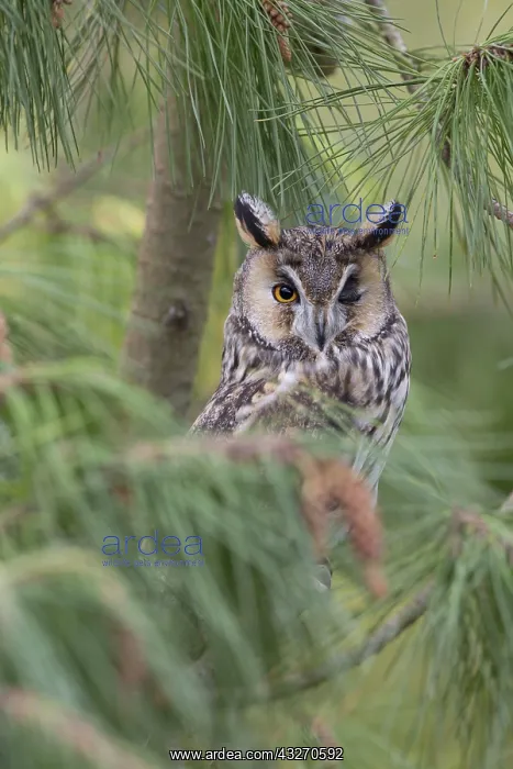 : 80188729 Long Eared Owl winking - UK Asio otus David : 80188729 Long Eared Owl winking - UK Asio otus David
