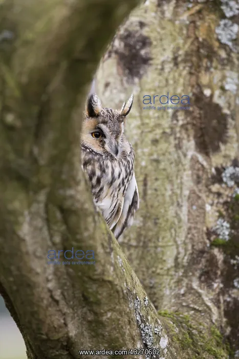 : 80188730 Long Eared Owl UK Asio otus David Chapman : 80188730 Long Eared Owl UK Asio otus David Chapman