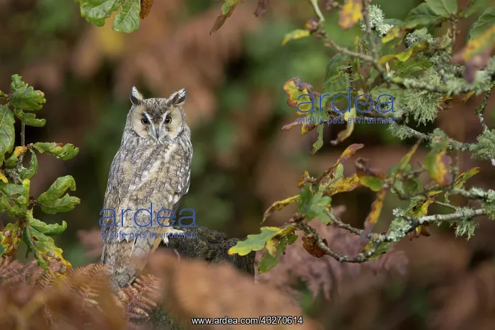 : 80188731 Long Eared Owl - in Oak Tree UK Asio otus : 80188731 Long Eared Owl - in Oak Tree UK Asio otus