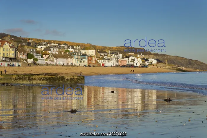  : 80188732 Lyme Regis Dorset, UK David Chapman All