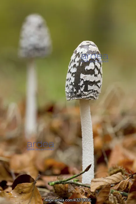 : 80188733 Magpie Inkcap Fungus - Autumn Cornwall : 80188733 Magpie Inkcap Fungus - Autumn Cornwall