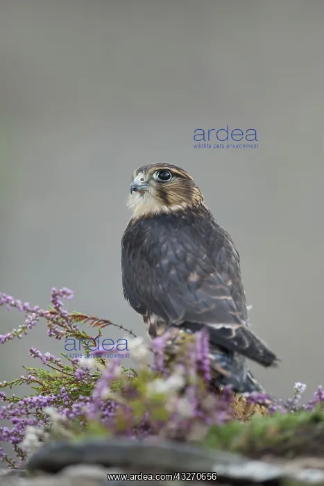: 80188735 Merlin - young male Wales, UK Falco columbarius : 80188735 Merlin - young male Wales, UK Falco columbarius