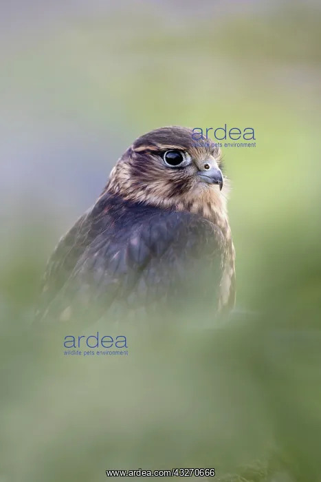 : 80188736 Merlin - young male Wales, UK Falco columbarius : 80188736 Merlin - young male Wales, UK Falco columbarius