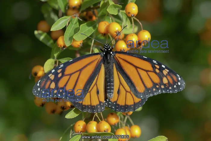 : 80188737 Monarch Butterfly - Pyracantha Berries : 80188737 Monarch Butterfly - Pyracantha Berries