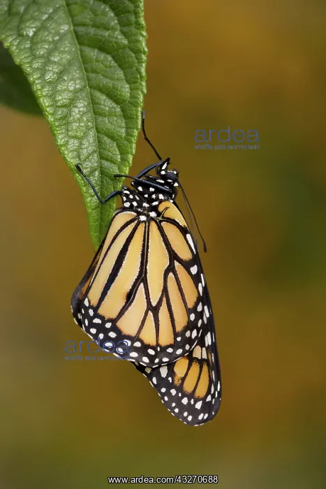 : 80188738 Monarch Butterfly UK Danaus plexippus David : 80188738 Monarch Butterfly UK Danaus plexippus David