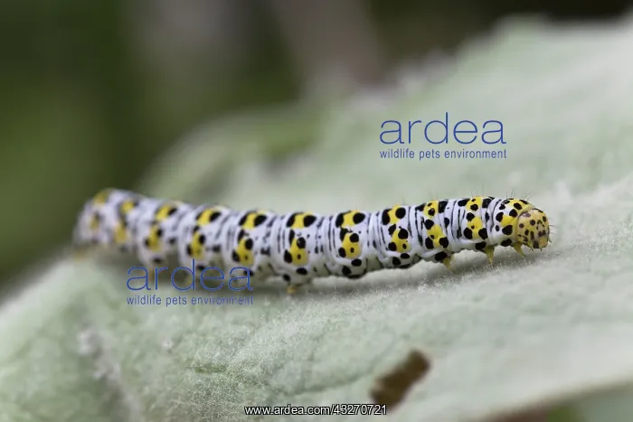 : 80188741 Mullein Moth Caterpillar - on Mullein Leaf : 80188741 Mullein Moth Caterpillar - on Mullein Leaf