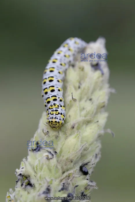 : 80188742 Mullein Moth Caterpillar - on Mullein Plant : 80188742 Mullein Moth Caterpillar - on Mullein Plant