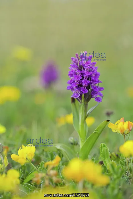 : 80188747 Northern Marsh Orchid Anglesey, Wales : 80188747 Northern Marsh Orchid Anglesey, Wales
