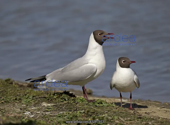 : 80188749 Black-Headed Gulls - male and female - : 80188749 Black-Headed Gulls - male and female -