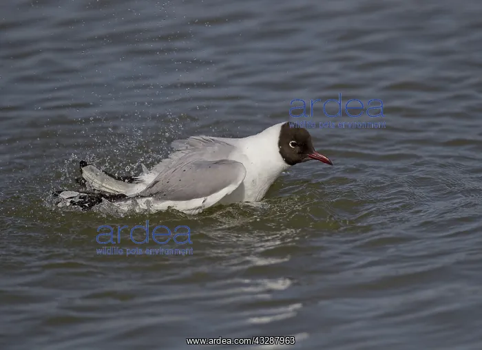: 80188750 Black-Headed Gull - washing feathers in : 80188750 Black-Headed Gull - washing feathers in