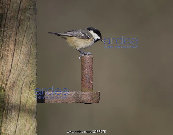 : 80188751 Coal Tit - perched on old gate post hinge : 80188751 Coal Tit - perched on old gate post hinge