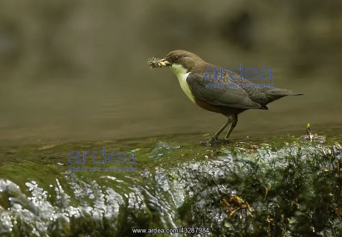 : 80188752 Dipper - by small waterfall in stream with : 80188752 Dipper - by small waterfall in stream with