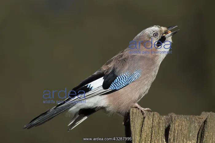 : 80188753 Eurasian Jay - perched on gate post - eating : 80188753 Eurasian Jay - perched on gate post - eating