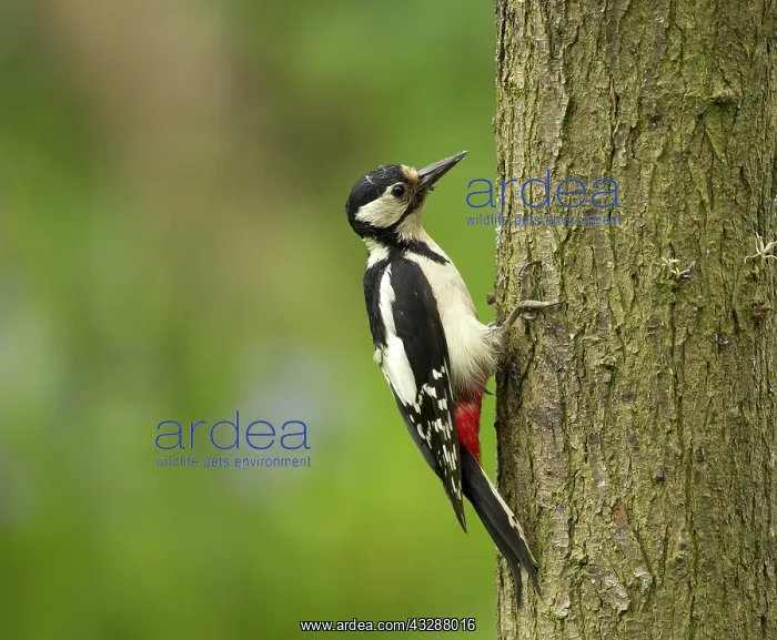 : 80188755 Great Spotted Woodpecker - female on tree : 80188755 Great Spotted Woodpecker - female on tree