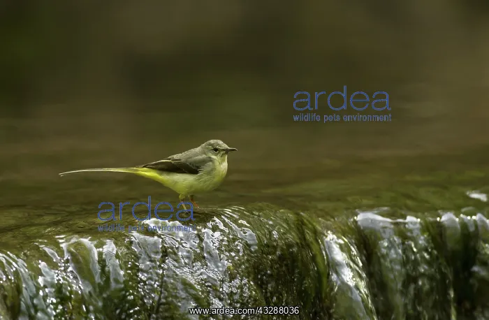 : 80188757 Grey Wagtail - juvenile by small waterfall : 80188757 Grey Wagtail - juvenile by small waterfall