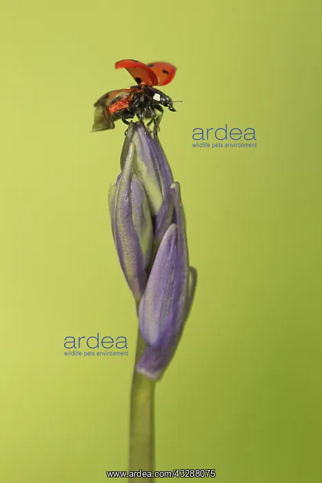 : 80188761 Ladybird - on Bluebell with wings open : 80188761 Ladybird - on Bluebell with wings open