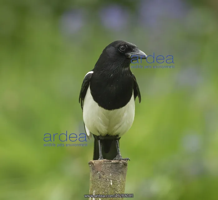 : 80188762 Magpie - on tree trunk - Summer Staffordshire : 80188762 Magpie - on tree trunk - Summer Staffordshire