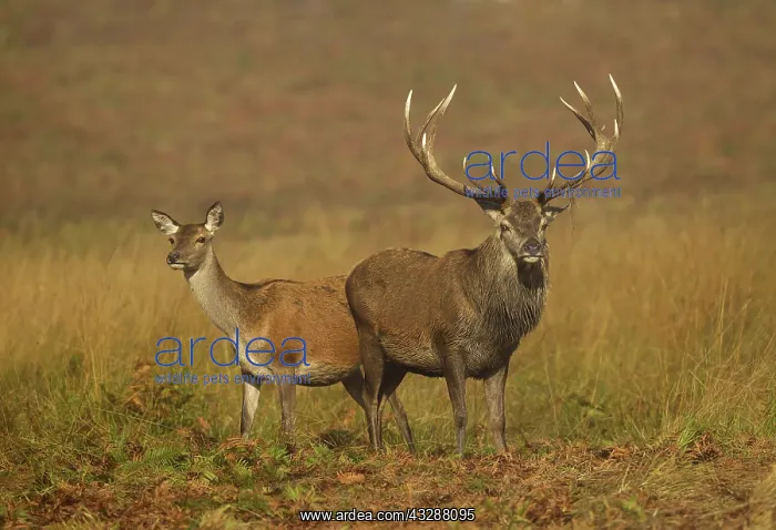 : 80188763 Red Deer - male and female standing among : 80188763 Red Deer - male and female standing among