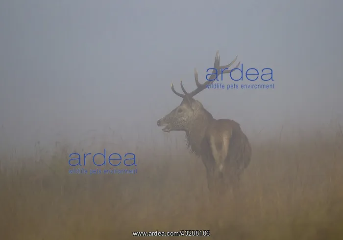 : 80188764 Red Deer - stag standing in the mist among : 80188764 Red Deer - stag standing in the mist among