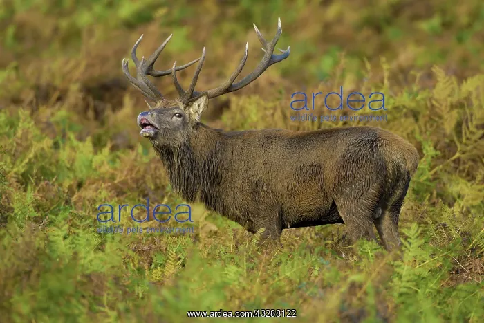 : 80188765 Red Deer - stag bellowing - male - rutting : 80188765 Red Deer - stag bellowing - male - rutting