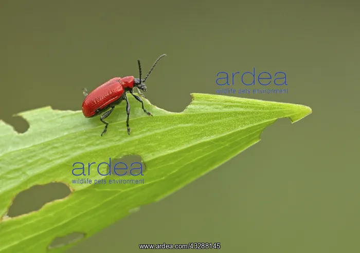 : 80188767 Red Lily Beetle - crawling on lily leaf : 80188767 Red Lily Beetle - crawling on lily leaf