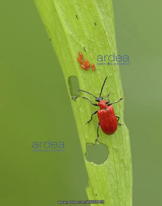 : 80188768 Red Lily Beetle - crawling on lily leaf : 80188768 Red Lily Beetle - crawling on lily leaf