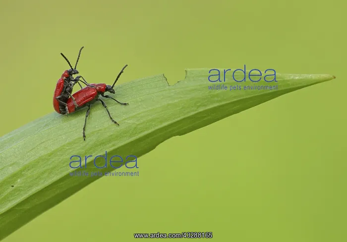 : 80188769 Red Lily Beetles - mating on lily leaf : 80188769 Red Lily Beetles - mating on lily leaf