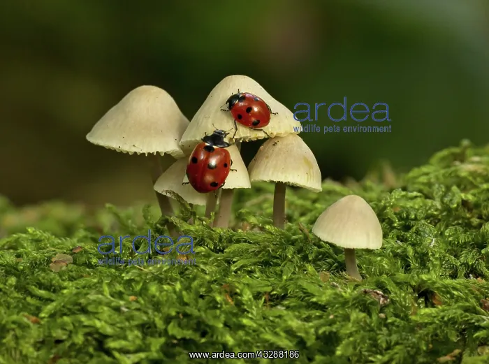 : 80188771 Ladybirds - on a group of Mycenaceae fungi : 80188771 Ladybirds - on a group of Mycenaceae fungi