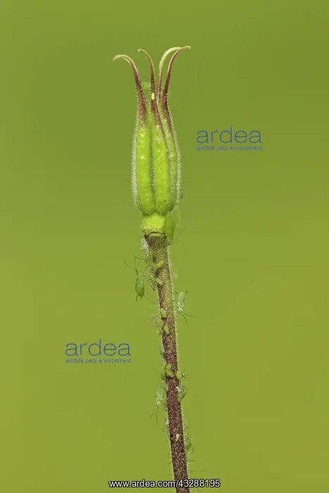 : 80188772 Aphids - crawling over and feeding on acquilegia : 80188772 Aphids - crawling over and feeding on acquilegia