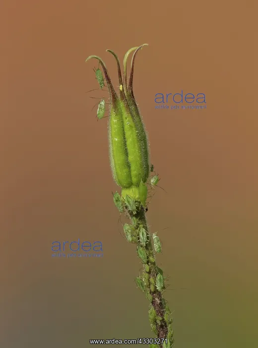 : 80188773 Aphids - crawling over and feeding on acquilegia : 80188773 Aphids - crawling over and feeding on acquilegia