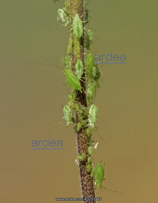 : 80188774 Aphids - crawling over and feeding on acquilegia : 80188774 Aphids - crawling over and feeding on acquilegia