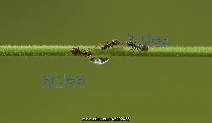  : 80188777 Black Garden Ant - female workers drinking