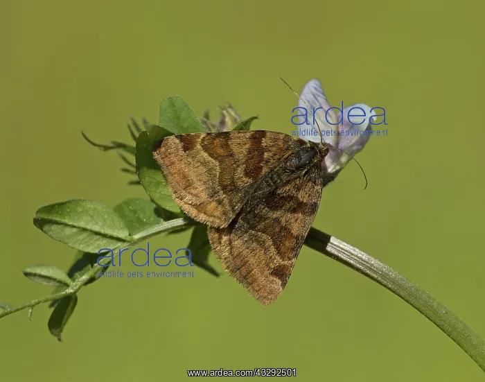 : 80188779 Burnet Companion Moth - in wildflower meadow : 80188779 Burnet Companion Moth - in wildflower meadow