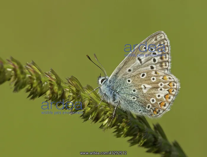 : 80188780 Common Blue Butterfly - male resting on : 80188780 Common Blue Butterfly - male resting on
