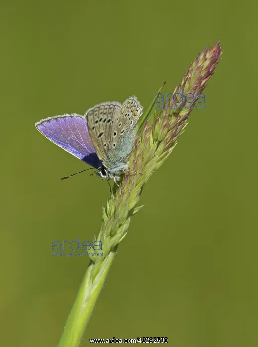 : 80188782 Common Blue Butterfly - male resting on : 80188782 Common Blue Butterfly - male resting on