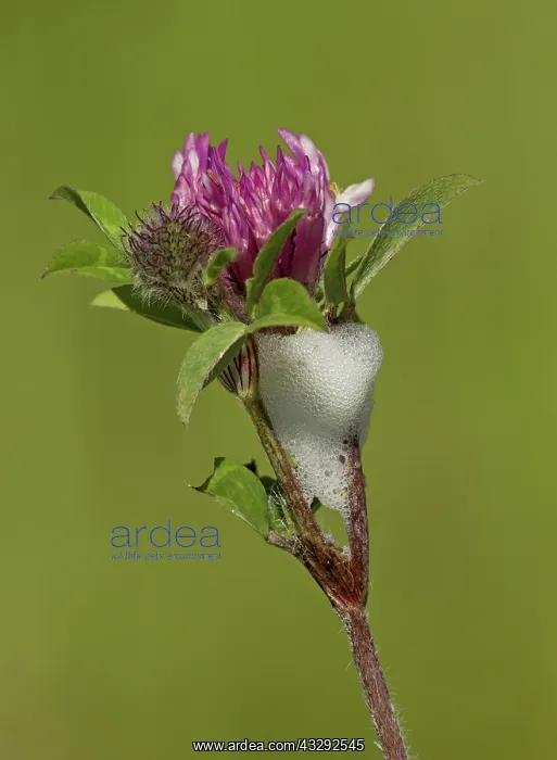 : 80188783 Cuckoo-Spit - on clover - produced by froghopper : 80188783 Cuckoo-Spit - on clover - produced by froghopper