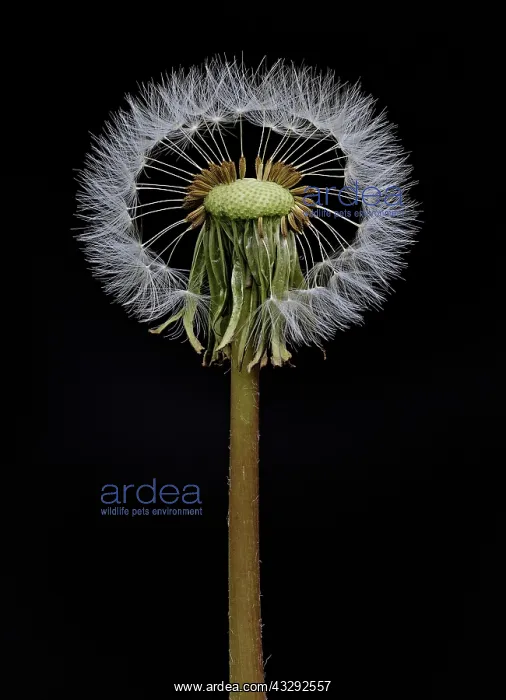 : 80188784 Dandelion Seed Head - showing seed parachutes : 80188784 Dandelion Seed Head - showing seed parachutes