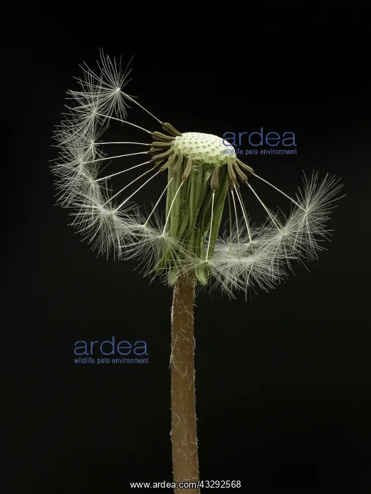 : 80188785 Dandelion Seed Head - showing seed parachutes : 80188785 Dandelion Seed Head - showing seed parachutes