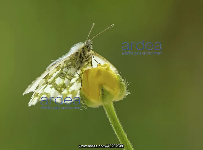: 80188786 Orange-Tip Butterfly - female resting on : 80188786 Orange-Tip Butterfly - female resting on