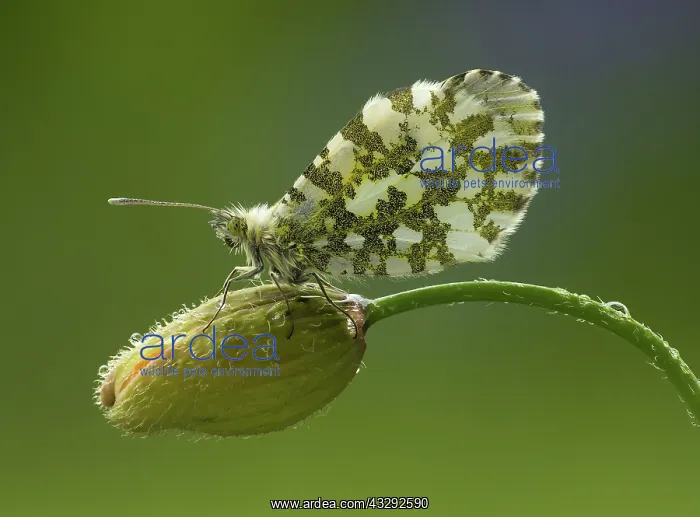 : 80188787 Orange-Tip Butterfly - female resting on : 80188787 Orange-Tip Butterfly - female resting on