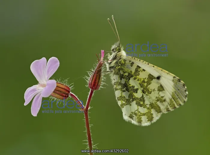 : 80188788 Orange-Tip Butterfly - female resting on : 80188788 Orange-Tip Butterfly - female resting on