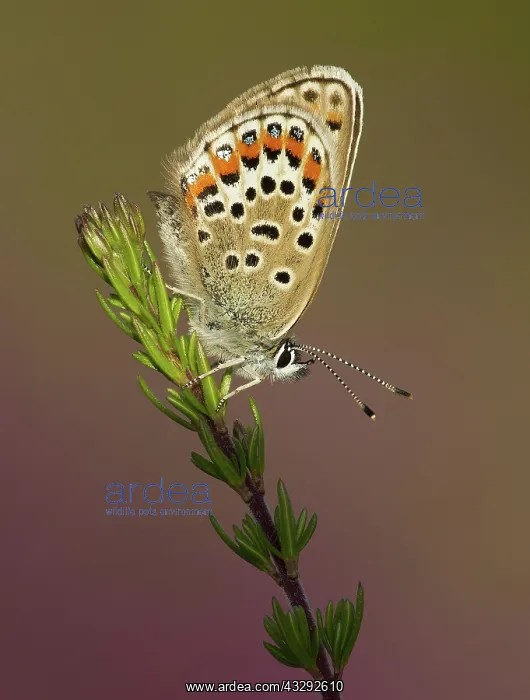 : 80188789 Silver-studded Blue Butterfly - female : 80188789 Silver-studded Blue Butterfly - female