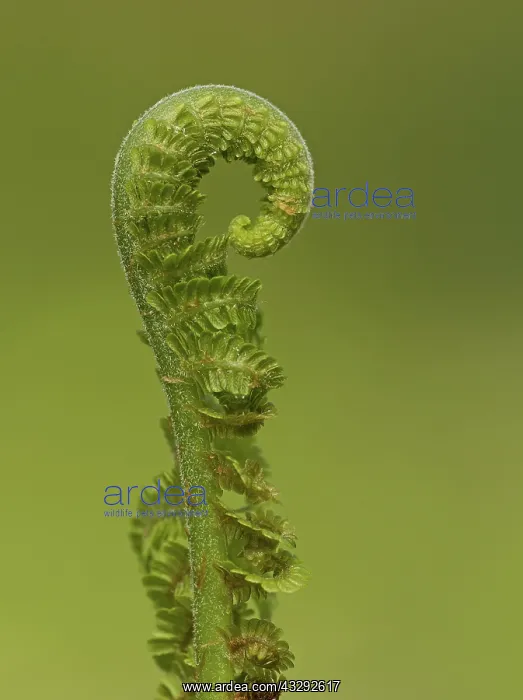 : 80188790 Fern Frond - unfurling - Summer Staffordshire : 80188790 Fern Frond - unfurling - Summer Staffordshire