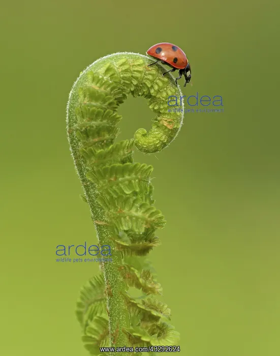 : 80188791 Ladybird - on fern frond - Summer Staffordshire : 80188791 Ladybird - on fern frond - Summer Staffordshire